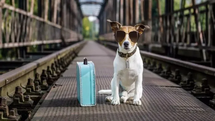 Can You Take Dogs on Trains