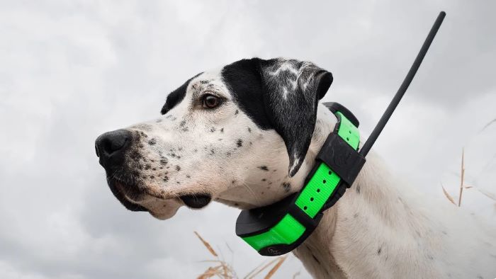 Can You Track Your Dog With a Microchip