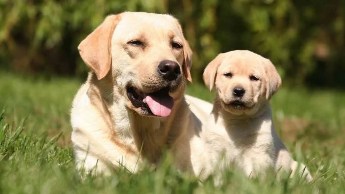 Can a Puppy Eat Adult Dog Food