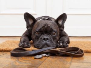 Why Does My Dog Not Want to Walk? Here's Why and What to Do! - WeWantDogs