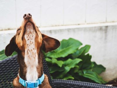 Dangerous Effects of Ivy on Dogs