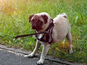 Why Does My Dog Not Want to Walk? Here's Why and What to Do! - WeWantDogs