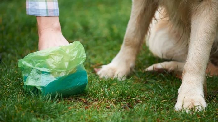 How To dispose Of Dog Poo At Home 