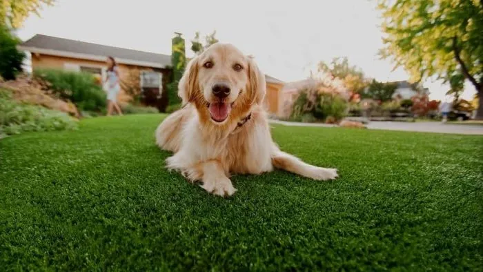 How to Clean Dog Poop Off Artificial Grass