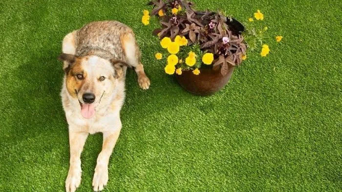 How to Clean Fake Grass From Dog Urine