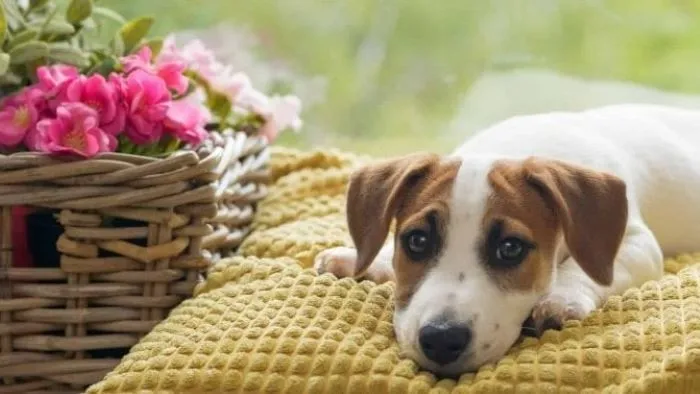 Is Palm Oil Bad for Dogs