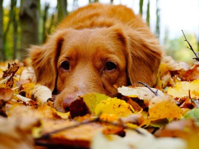 Symptoms of conker poisoning in dogs