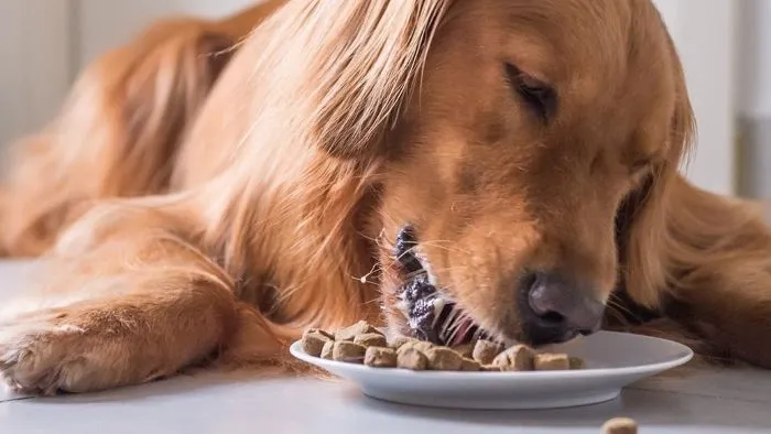 What Can I Feed My Dog Instead of Dog Food