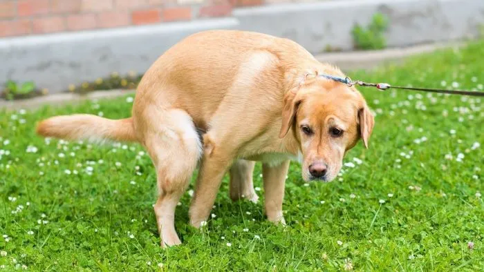 What Is Colitis in Dogs
