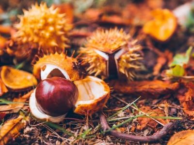 What are conkers?