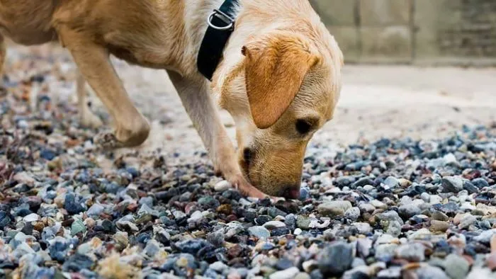 Why Do Dogs Eat Stones