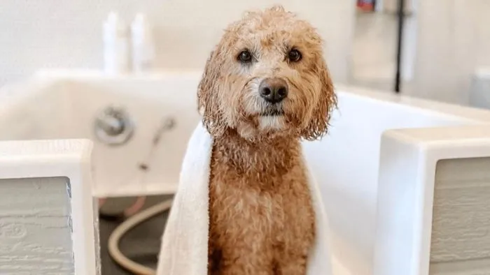 Why Do Dogs Go Crazy After a Bath