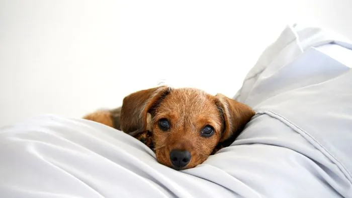 Why Do Dogs Twitch in Their Sleep
