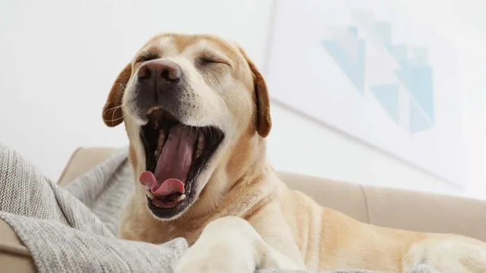 Why Do Dogs Yawn