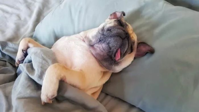 Why Dog Sleeping With the Tongue Out