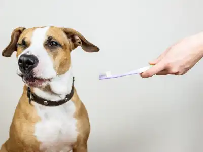 is-human-toothbrush-okay-for-dogs