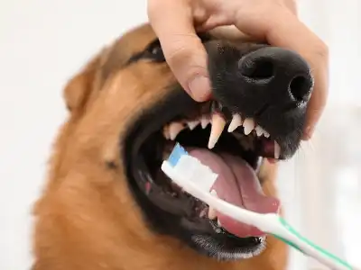 use-human-toothbrush-for-dogs-safely