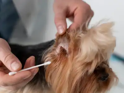 How to Treat Dog Ear Infection Without Vet?