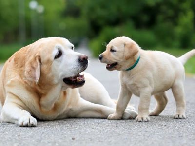 Transition Your Puppy to Adult Dog