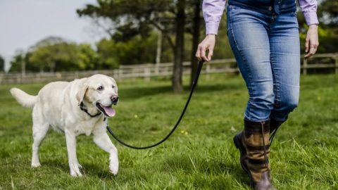 5 Best Double Ended Dog Lead Uk For Dog Walking - Wewantdogs