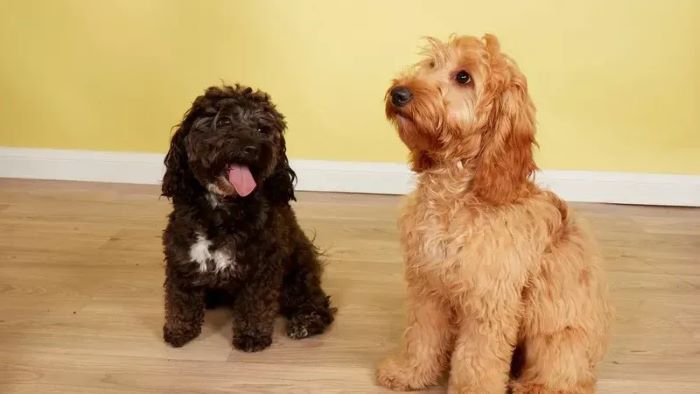 Cockapoo Feeding Chart UK 