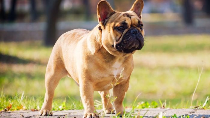 French Bulldog Feeding Guide UK – How Much to Feed? - WeWantDogs