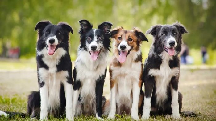 How Much is a Border Collie Worth
