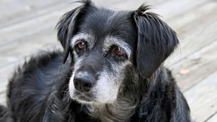 What Age Is Senior Dog? Ageing Delight - WeWantDogs