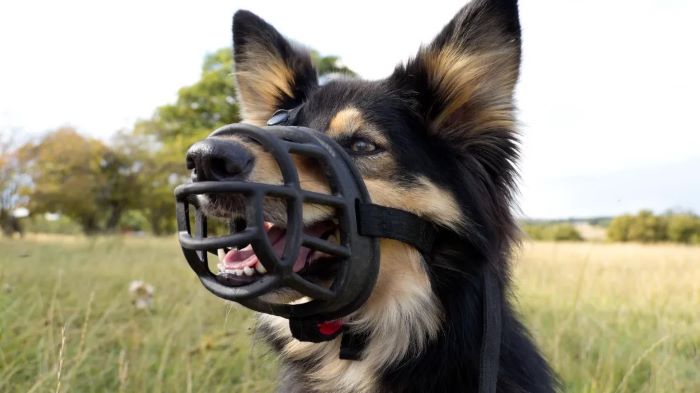 What Dogs Have to Be Muzzled in UK